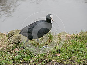 Eurasian coot Fulica atra walking across a lake. photo