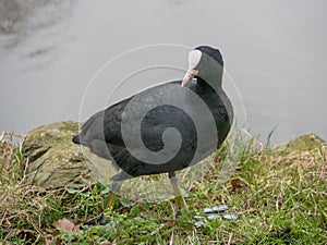 Eurasian coot Fulica atra walking across a lake. photo