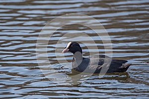 Eurasian coot (Fulica atra) in water