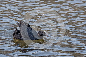 Eurasian coot or Fulica atra in water