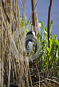 Eurasian coot hiding in reed