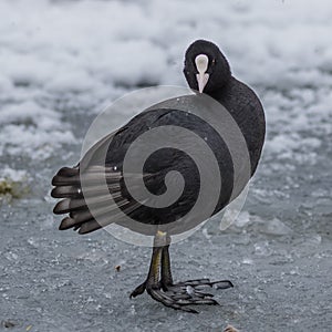 Eurasian coot on the ice