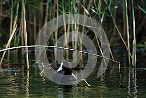 Eurasian coot