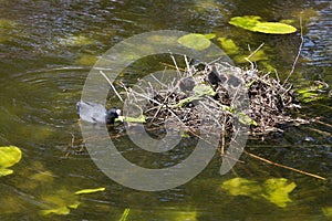 Eurasian coot with juveniles