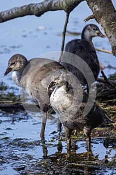 Eurasian Coot Juveniles Exploring a Lakeside Habitat