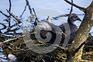 Eurasian Coot Juveniles Nestled in their Lakeside Nest