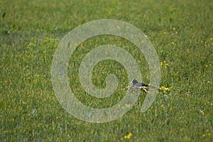 Eurasian Coot, Meerkoet, Fulica atra photo