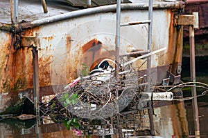 Eurasian Coot nest on the back of a rusty old boat, Amsterdam canal