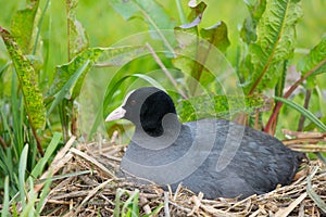 Eurasian Coot on nest