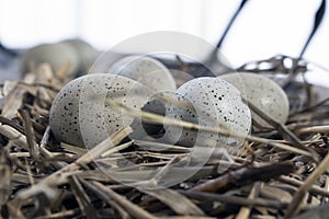 Eurasian coot nest, Fulica atra egg in nature