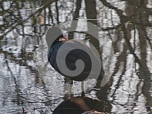 eurasian coot pecking it\'s feathers - Eurasian coot
