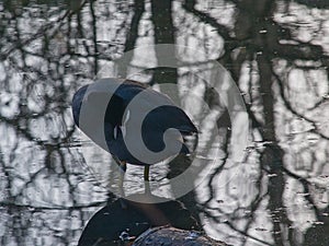 eurasian coot pecking it\'s feathers - Eurasian coot