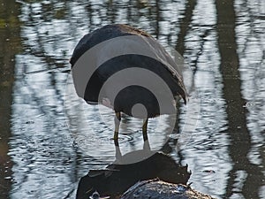 eurasian coot pecking it\'s feathers - Eurasian coot