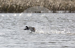 Eurasian coot running on water