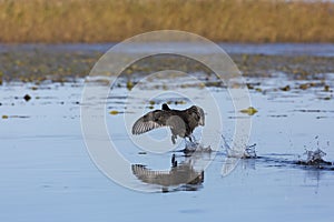 Eurasian coot runs on water