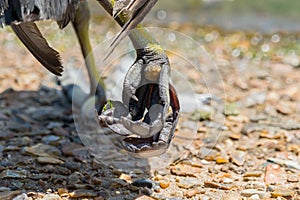 Eurasian Coot`s Fulica atra leg photo