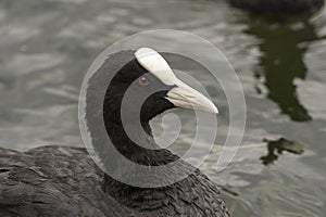 Eurasian coot`s portrait