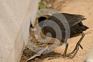 Eurasian coot searching for food.