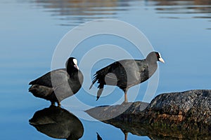 Eurasian coot shallow water lake