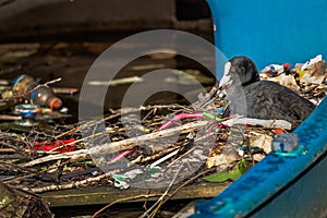 Eurasian Coot sits on a nest made of twigs and trash, in a partially sunk boat in an Amsterdam canal