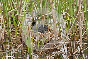 eurasian coot sitting on it\'s nest in the marsh - fulica atra