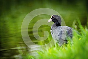 Eurasian coot standing by a lake in grass