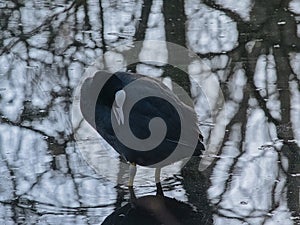 eurasian coot standing in rippling water - Eurasian coot