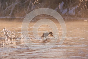 Eurasian coot in sunrise