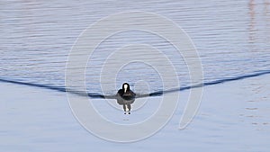 Eurasian coot swimming in the canal