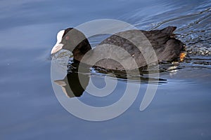 Eurasian coot swimming in a lagoon