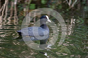 Eurasian coot swimming in a lagoon