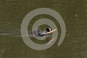 Coot swimming in the water with a piece of wood in it`s beak photo