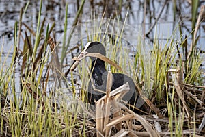 Eurasian coot swimming in the water and bringing materials for nest in its beak