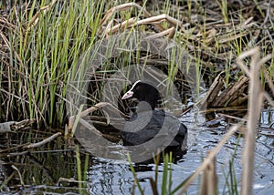 Eurasian coot swimming in the water and bringing materials for nest in its beak