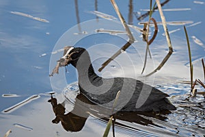 Eurasian coot swimming in the water and bringing materials for nest in its beak
