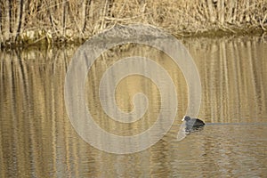 Eurasian Coot