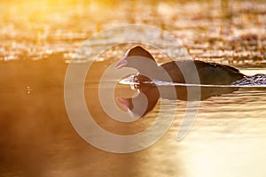 Eurasian coot in water at sunrise, wild bird in lake