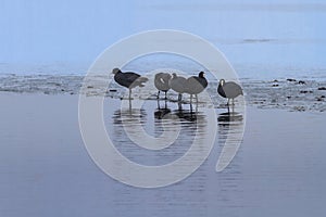 Eurasian coot in winter