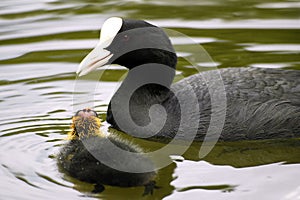 Eurasian Coot and young