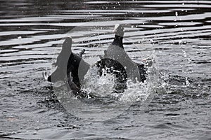 Eurasian coots fighting