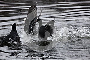 Eurasian coots fighting