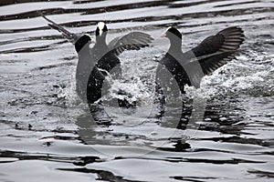 Eurasian coots fighting