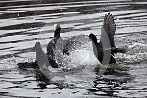 Eurasian coots fighting