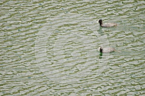 Eurasian coots Fulica atra. photo