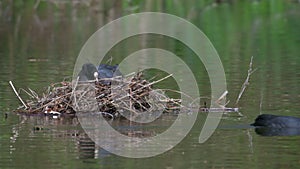 Eurasian Coots (Fulica atra) nesting