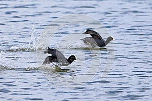 Eurasian Coots running on water