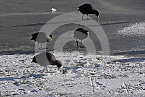 Eurasian coots walking on frozen water