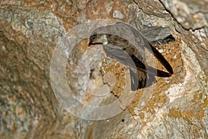 Eurasian Crag Martin - Ptyonoprogne rupestris on the nest in the cave feeding its youngsters