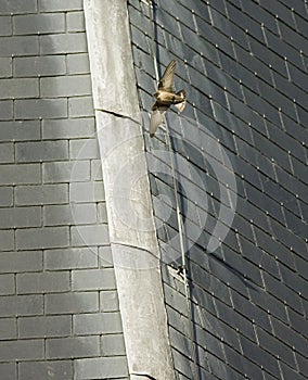 Eurasian Crag Martin, Rotszwaluw, Ptyonoprogne rupestris