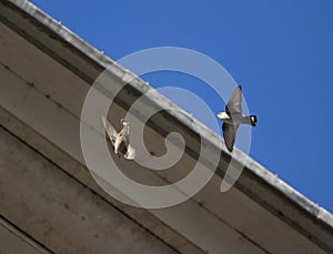 Eurasian Crag Martin, Rotszwaluw, Ptyonoprogne rupestris